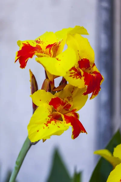 Blumen im städtischen Umfeld. schöne rot-gelbe Blume — Stockfoto