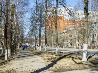 Pushkino, Rusya, üzerinde 25 Şubat 2017. Yaşlı ağaçların şehrin mimari görünümünü bir parçasıdır. Şehir merkezindeki Mosksvskiy Caddesi güneşli bahar günü