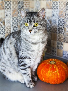 Kabak güzel Gri kedi oturur