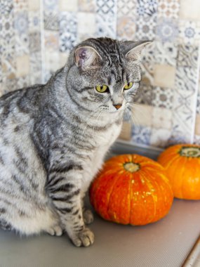 Kabak güzel Gri kedi oturur