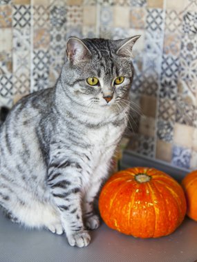 Kabak güzel Gri kedi oturur