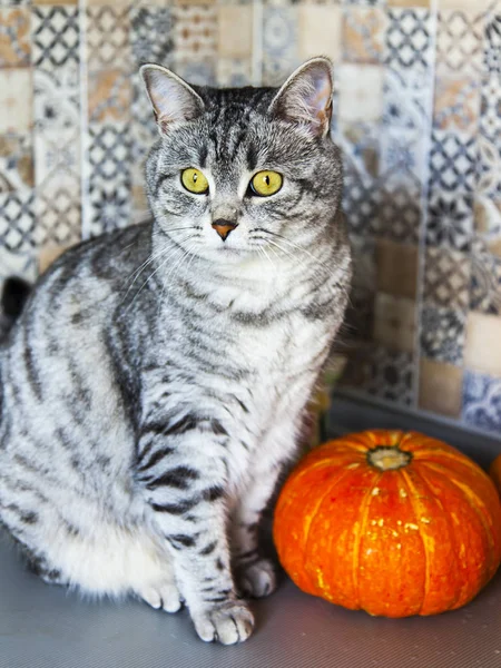 Kabak güzel Gri kedi oturur