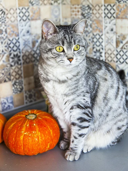 Kabak güzel Gri kedi oturur
