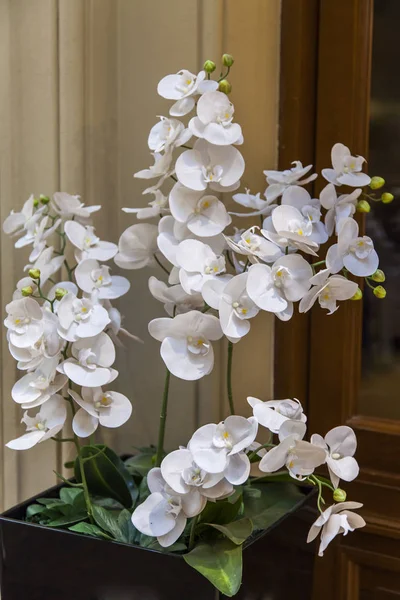 Красива кімната гібридна орхідея прикрашає інтер'єр — стокове фото