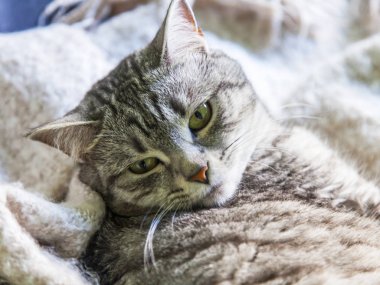  Güzel Gri kedi kanepede yatıyor