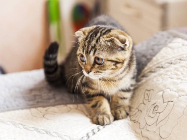  Komik kedi doğurmak İskoç Fold