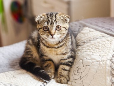  Komik kedi doğurmak İskoç Fold