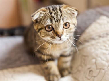  Komik kedi doğurmak İskoç Fold