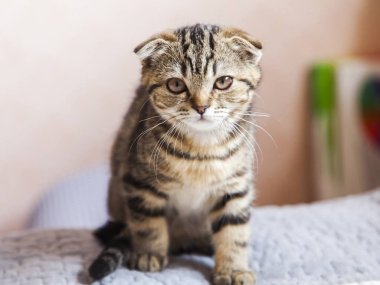  Komik kedi doğurmak İskoç Fold