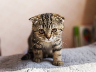  Komik kedi doğurmak İskoç Fold