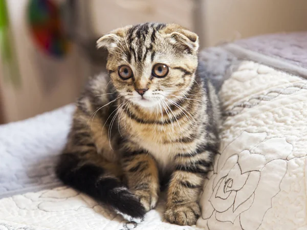  Komik kedi doğurmak İskoç Fold