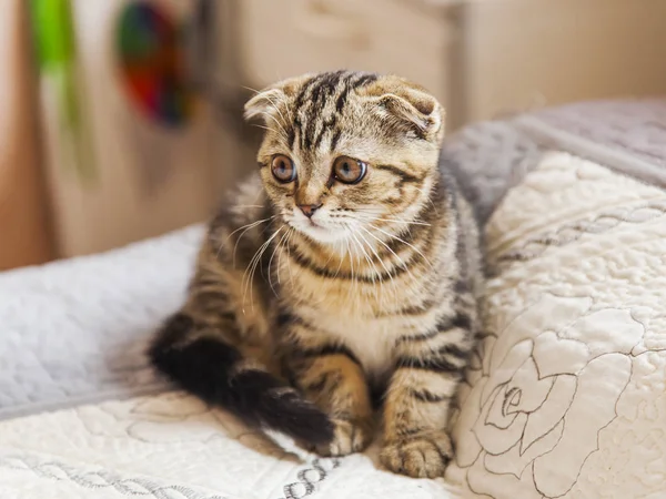  Komik kedi doğurmak İskoç Fold