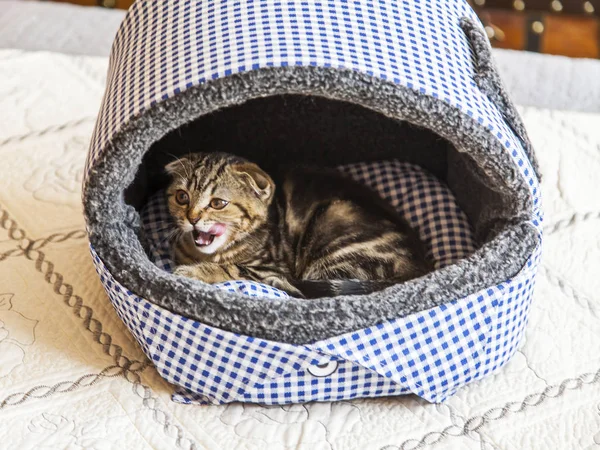  Komik kedi doğurmak İskoç Fold