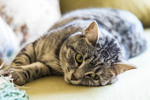  Çekici Gri kedi kanepede yatıyor