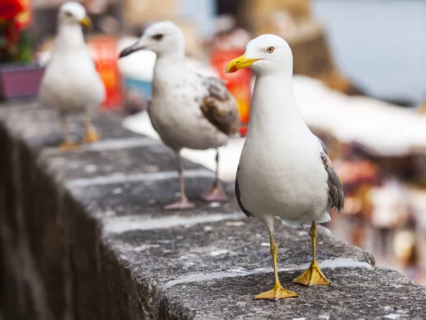 Seagulls go on a stone parapet on the river bank — Stock Photo, Image
