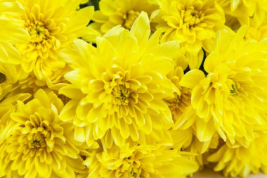 Parlak sarı Kasımpatı buket