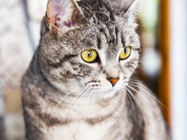 Gri kedi etrafına bakıyor.