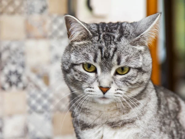 The gray cat looks around herself — Stock Photo, Image