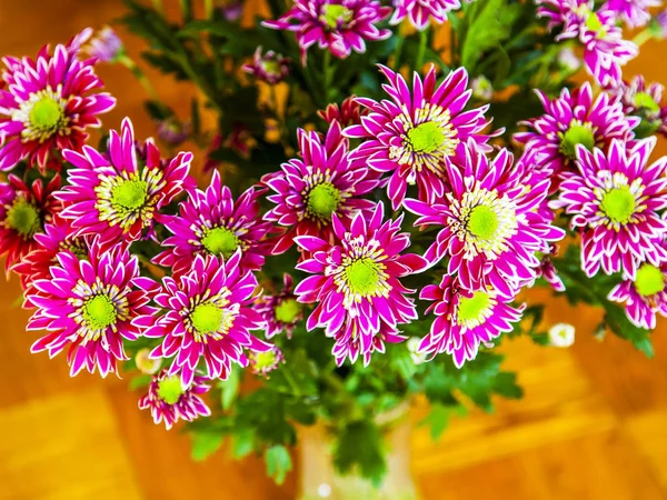 Union de chrysanthèmes rose vif — Photo