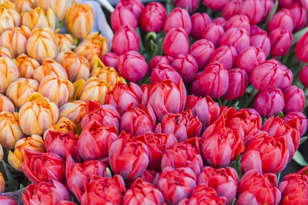 Talrijke Heldere Tulpen Een Etalage Van Winkel — Stockfoto