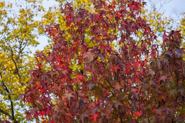Blätter Auf Kronen Herbst — Stockfoto