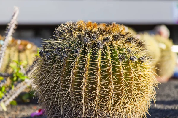 Grande Cactus Nel Parco Tropicale — Foto Stock