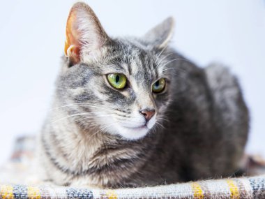 Kabarık Gri kedi kendini görünüyor