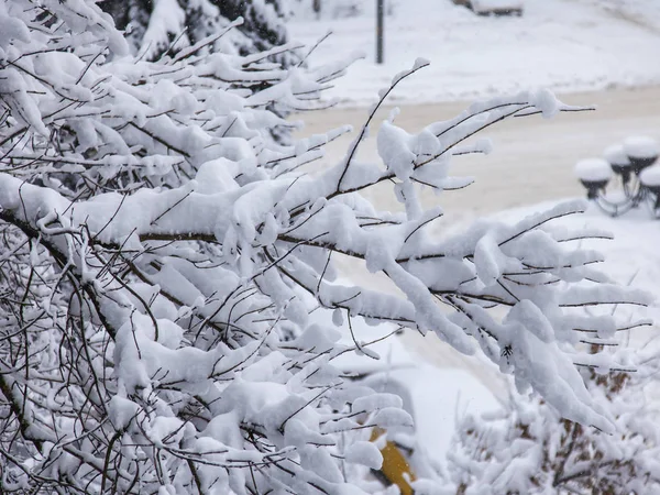 Větve Stromu Které Jsou Pokryté Sněhem — Stock fotografie
