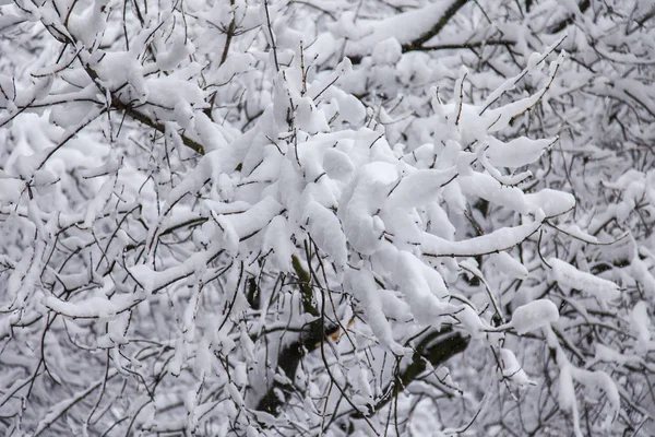 Las Ramas Del Árbol Cubiertas Nieve —  Fotos de Stock