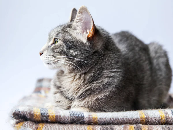 Donzige Grijze Kat Kijkt Rond Zichzelf — Stockfoto