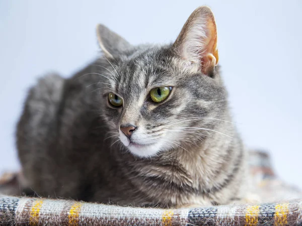 Kabarık Gri Kedi Kendini Görünüyor — Stok fotoğraf