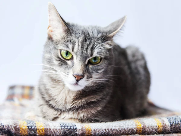 Fluffy Gray Cat Looks Herself — Stock Photo, Image