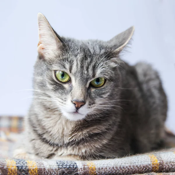 Kabarık Gri Kedi Kendini Görünüyor — Stok fotoğraf