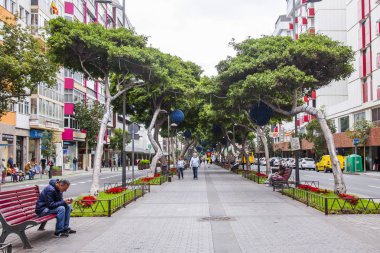 Las Palmas de Gran Canaria, İspanya, 5 Ocak 2018 üzerinde. Şehir merkezindeki eski ağaçlar güzel Caddesi