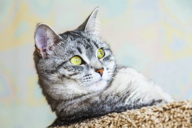 Güzel Gri kedi kendini görünüyor