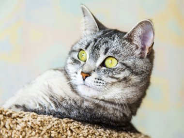 Güzel Gri kedi kendini görünüyor