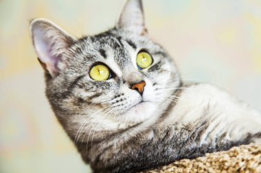 Güzel Gri kedi kendini görünüyor