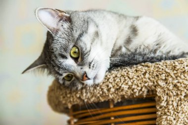 Güzel Gri kedi kendini görünüyor