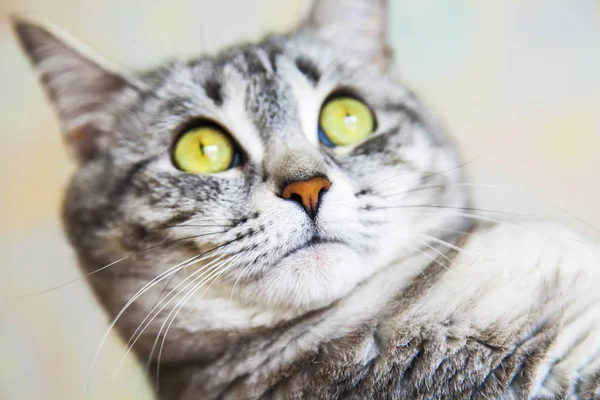 Beautiful Gray Cat Looks Herself — Stock Photo, Image