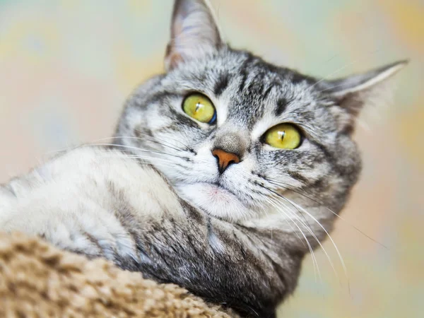 美しい灰色の猫が自分の周りに見える — ストック写真