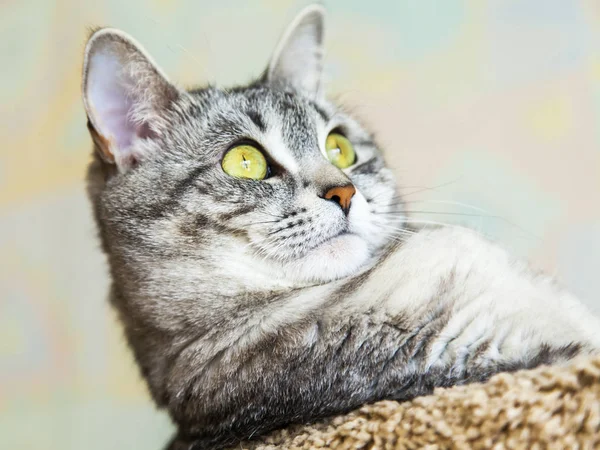 Beau Chat Gris Regarde Autour Elle — Photo