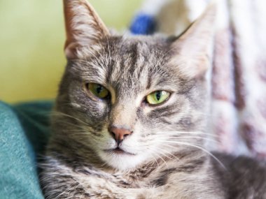 Güzel Gri kedi kendini görünüyor