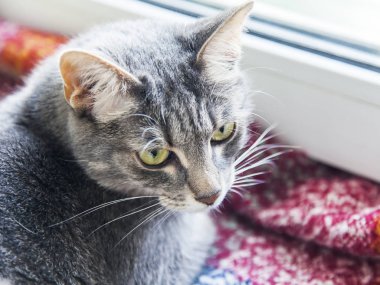 Güzel Gri kedi kendini görünüyor