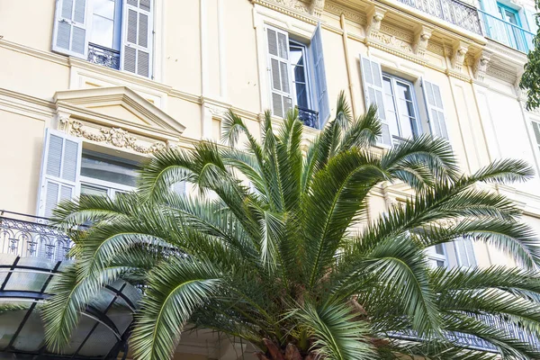 在2018年3月6日 城市街道上一棵美丽的棕榈树 与传统建筑建筑门面的背景 — 图库照片