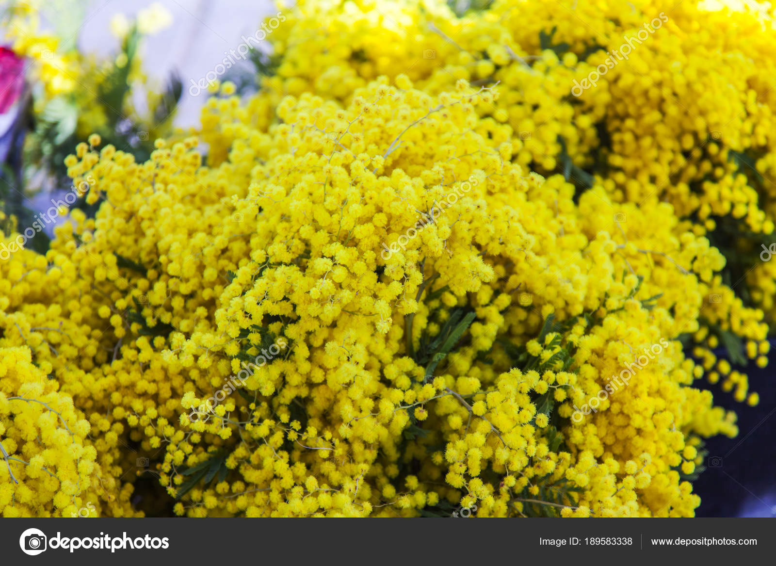 FOTO MIMOSA DA SCARICA