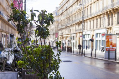 Marsilya, Fransa, 2 Mart 2018. Güzel bitki şehir sokak Süsle