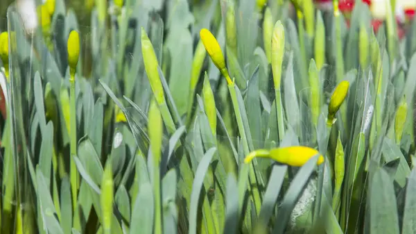 Dükkanda Sarı Narcissuses Tomurcukları Dan Güzel Buketler — Stok fotoğraf
