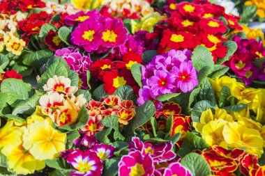 Güzel çok renkli begonias rengarenk bir arka plan yapmak
