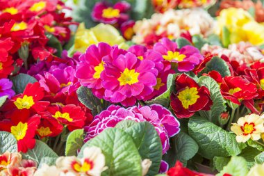 Güzel çok renkli begonias rengarenk bir arka plan yapmak