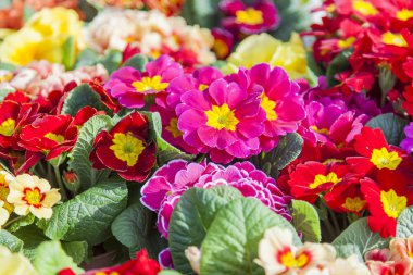 Güzel çok renkli begonias rengarenk bir arka plan yapmak